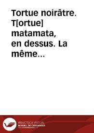 Tortue noirâtre. T[ortue] matamata, en dessus. La même en dessous (Reptiles)