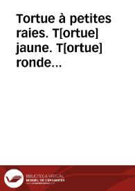 Tortue à petites raies. T[ortue] jaune. T[ortue] ronde (Reptiles)