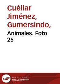 Animales. Foto 25