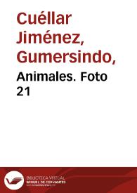 Animales. Foto 21