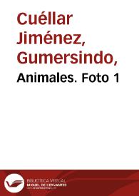 Animales. Foto 1