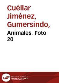 Animales. Foto 20