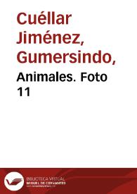 Animales. Foto 11