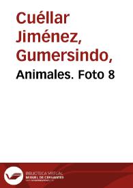 Animales. Foto 8